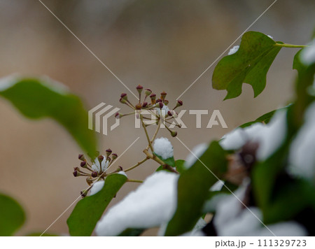 雪の朝 冠雪したウコギ科キヅタの葉と果実 雪の朝 冠雪したウコギ科キヅタの葉と果実 111329723