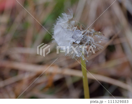 雪帽子を被るセイヨウタンポポの種子 111329883