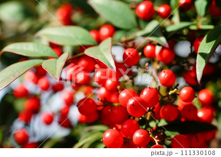 ナンテンの実 111330108