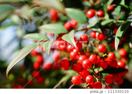 ナンテンの実 111330110