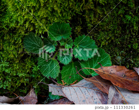 湿地性山野草　ユキノシタ科ユキノシタ 111330261