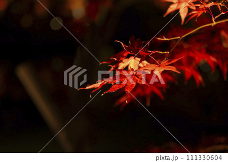 京都のライトアップされた紅葉 111330604