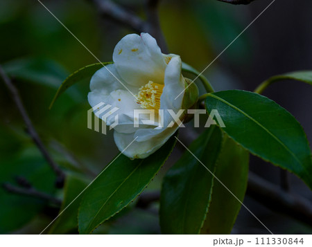 白侘助 白侘助 111330844