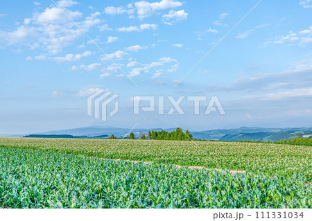 夏の北海道イメージ　広大な畑が広がる夏の美瑛の風景 111331034