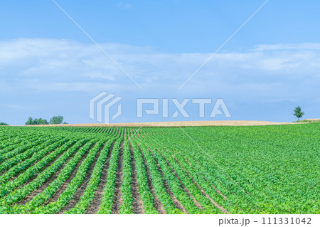 夏の北海道イメージ 青々した野菜と肥沃な大地 夏の北海道イメージ 青々した野菜と肥沃な大地 111331042