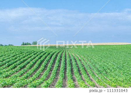 夏の北海道イメージ 青々した野菜と肥沃な大地 夏の北海道イメージ 青々した野菜と肥沃な大地 111331043