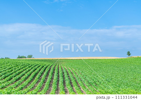 夏の北海道イメージ　青々した野菜と肥沃な大地 111331044