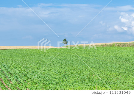 夏の北海道イメージ　青々した大地と一本の木 111331049