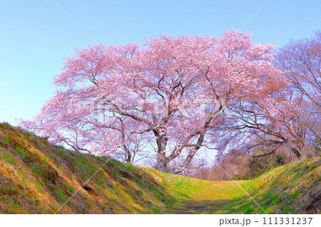 快晴の青空と大木の江戸彼岸桜 111331237