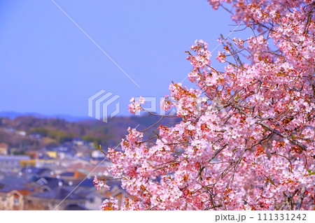 快晴の青空と江戸彼岸桜 111331242