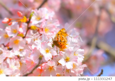 蝶々と江戸彼岸桜 111331247