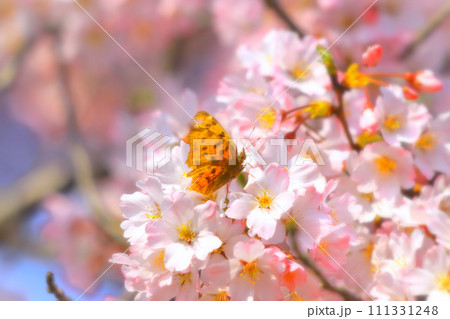蝶々と江戸彼岸桜 111331248