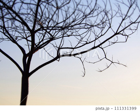 寒空の樹木のシルエット 寒空の樹木のシルエット 111331399