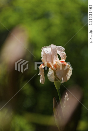 イチハツ 111331463