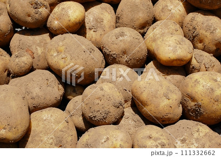 ジャガイモ（キタアカリ）20220601 111332662