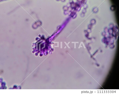 かつお節を作るために必要カビ 111333304