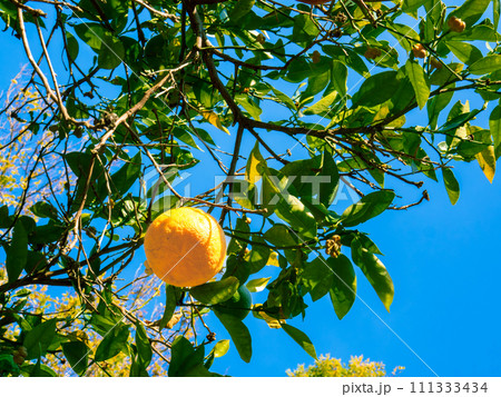 青空に映えるダイダイの実 青空に映えるダイダイの実 111333434