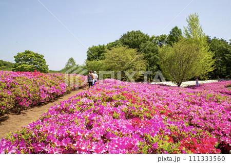 あつぎつつじの丘公園 あつぎつつじの丘公園 111333560