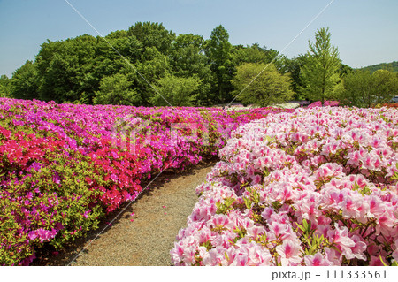 あつぎつつじの丘公園 111333561