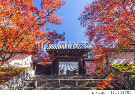 秋の京都 曼殊院 紅葉に包まれた勅使門 秋の京都 曼殊院 紅葉に包まれた勅使門 111333700