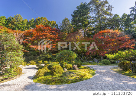 秋の京都　曼殊院　紅葉と枯山水庭園 111333720