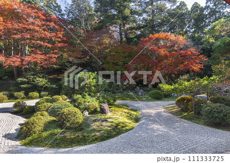 秋の京都 曼殊院 紅葉と枯山水庭園 秋の京都 曼殊院 紅葉と枯山水庭園 111333725