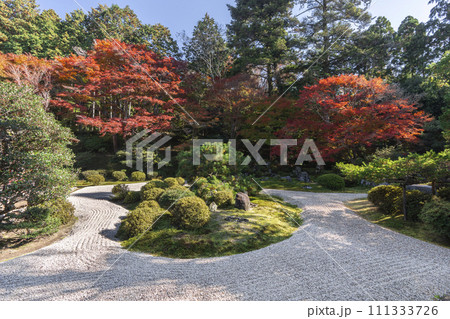 秋の京都　曼殊院　紅葉と枯山水庭園 111333726