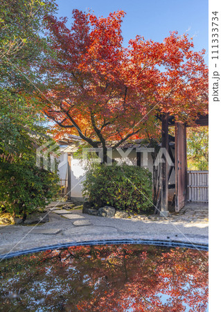 秋の京都 曼殊院 北通用門 水鉢に映る逆さ紅葉 秋の京都 曼殊院 北通用門 水鉢に映る逆さ紅葉 111333734