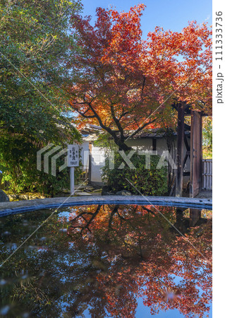 秋の京都　曼殊院　北通用門　水鉢に映る逆さ紅葉 111333736