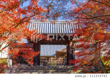 秋の京都　曼殊院　紅葉に包まれた勅使門 111333742