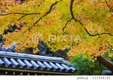 奈良のお寺・秋の秋篠寺の名物参道の紅葉 111334130