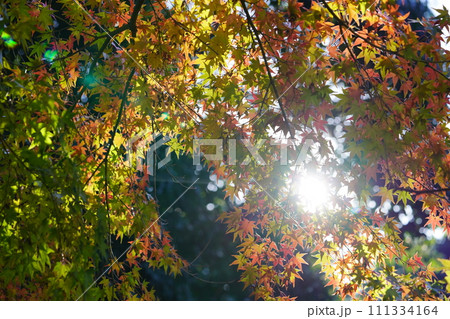 奈良のお寺・秋の秋篠寺の名物参道の紅葉 奈良のお寺・秋の秋篠寺の名物参道の紅葉 111334164