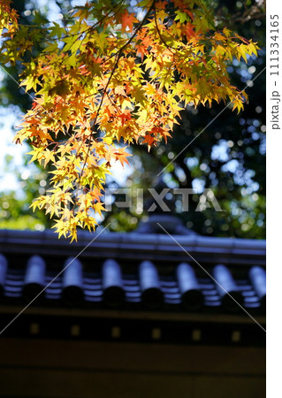 奈良のお寺・秋の秋篠寺の名物参道の紅葉 奈良のお寺・秋の秋篠寺の名物参道の紅葉 111334165