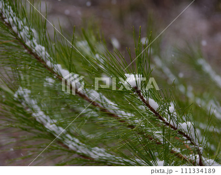 雪の日 アカマツの葉に積もる雪 雪の日 アカマツの葉に積もる雪 111334189