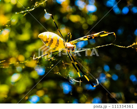 鮮やかな黄色と黒色の縞模様と真っ赤な腹が特徴的な女郎蜘蛛 111334361