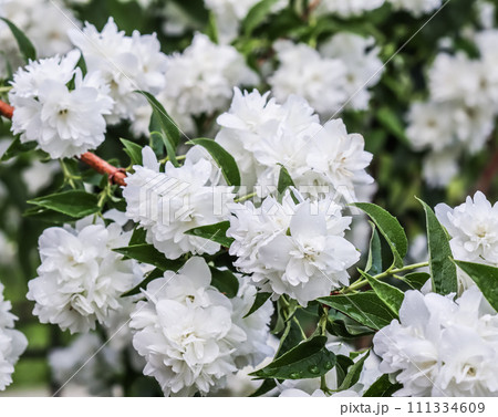 White terry jasmine flowers in the garden against blue sky. Floral background 111334609