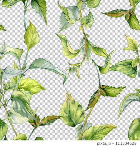 Nettle herbal plant watercolor seamless pattern isolated on white. Illustration of the Urticaria dioica stinging plant hand drawn. Print of useful herb. Design for textile, package, wallpaper 111334628