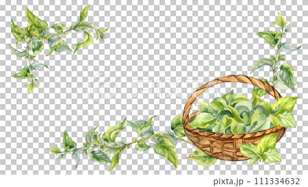 Frame with nettle medicine plant watercolor illustration isolated on white. Full straw basket with stinging herbal plants hand drawn. Design element for label, package, nettle product, apothecary 111334632