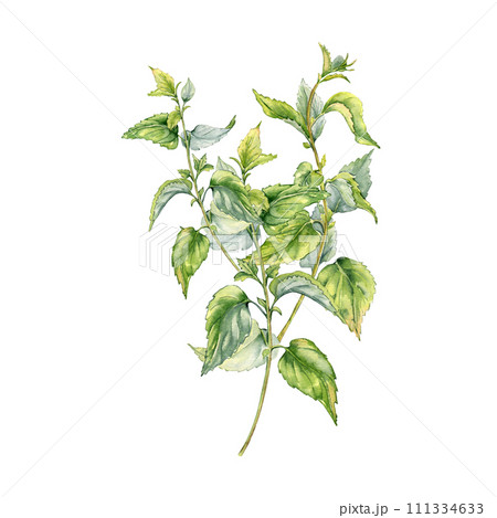 Bush of nettle in watercolor isolated on white. Illustration of the herbal plant Urticaria dioica. Stinging plant with green leaves, seeds hand drawn. Element for label, packaging, apothecary 111334633