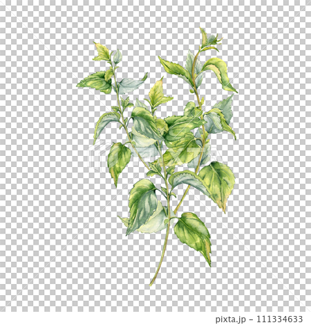 Bush of nettle in watercolor isolated on white. Illustration of the herbal plant Urticaria dioica. Stinging plant with green leaves, seeds hand drawn. Element for label, packaging, apothecary 111334633