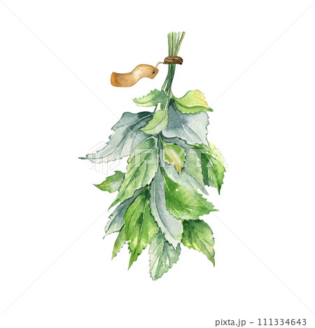 Bunch of nettles in watercolor with label isolated on white. Illustration of the herbal plant Urticaria dioica. Bunch of green leaves, stinging plant hand drawn. Label, packaging, pharmacy design 111334643