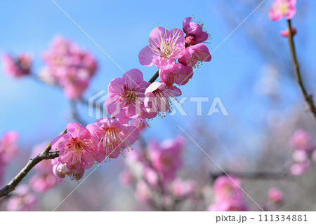 ウメ（道知辺） 111334881