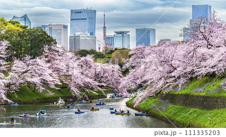 桜咲く千鳥ヶ淵　満開の桜とビル群【東京都・千代田区】 111335203