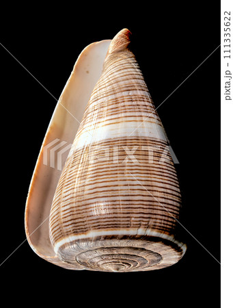 Conus Figulinus sea Shell on a black background 111335622