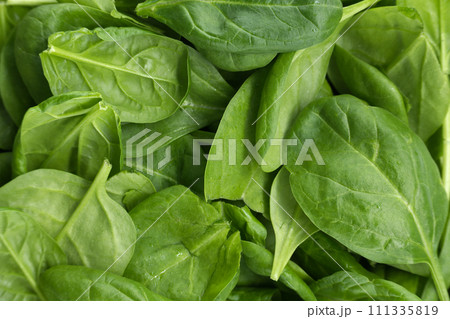 Fresh green spinach leaves background Fresh green spinach leaves background 111335819