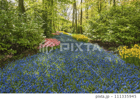 Spring Grape Hyacinth field in garden at Lisse near Amsterdam Holland Netherlands 111335945