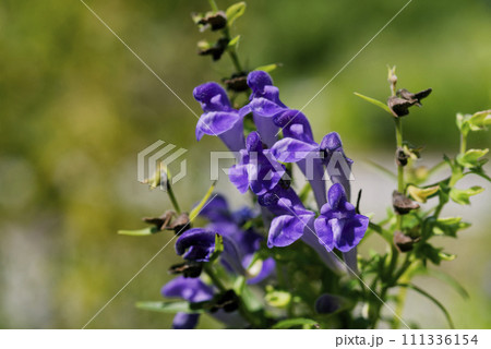 紫色のコガネバナの花 111336154