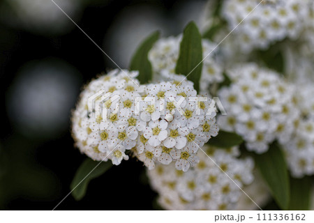 コデマリ コデマリ 111336162