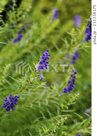 紫色のコガネバナの花 紫色のコガネバナの花 111336170