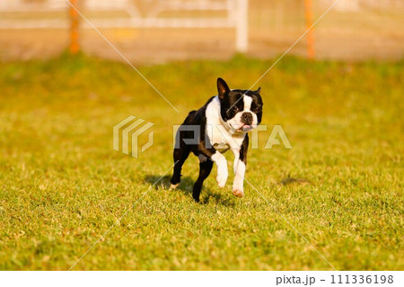 春の草原を嬉しそうに走るボストンテリアのマイティ君♡ 111336198